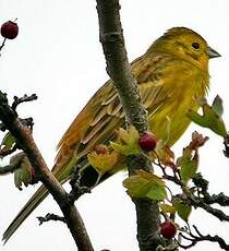 Bruant jaune