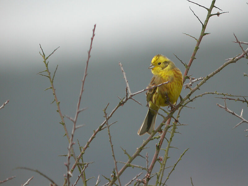 Bruant jaune