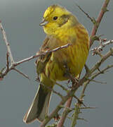 Yellowhammer