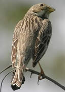 Corn Bunting