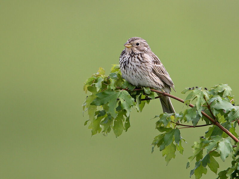 Corn Bunting