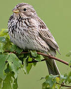 Corn Bunting