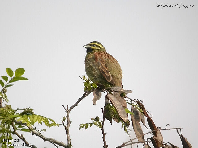 Cirl Bunting