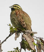 Cirl Bunting