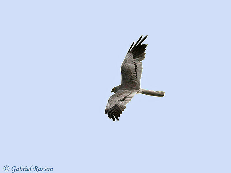 Montagu's Harrier