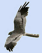 Montagu's Harrier