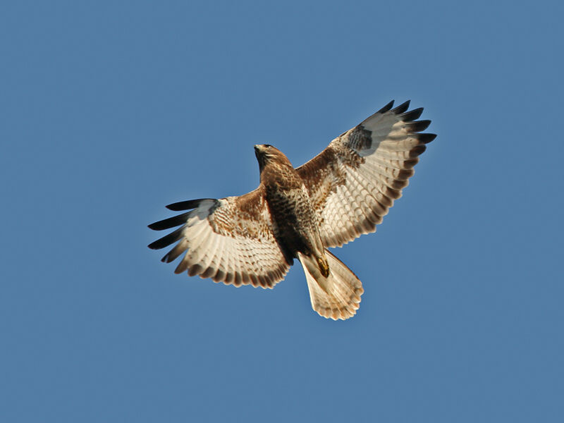 Common Buzzard