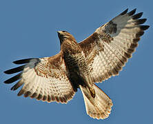 Common Buzzard