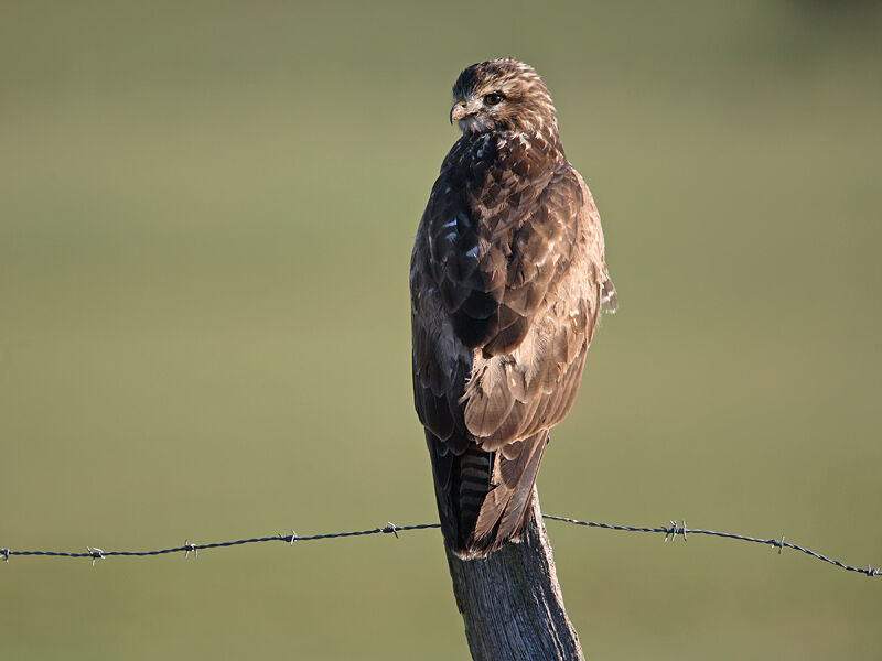 Common Buzzard