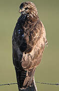 Common Buzzard