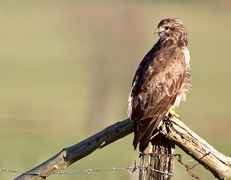 Buse variable