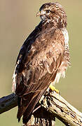 Common Buzzard