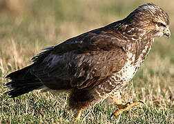 Common Buzzard