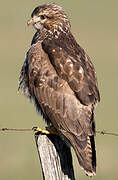 Common Buzzard