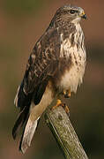 Common Buzzard