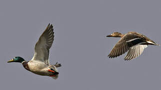 Canard colvert