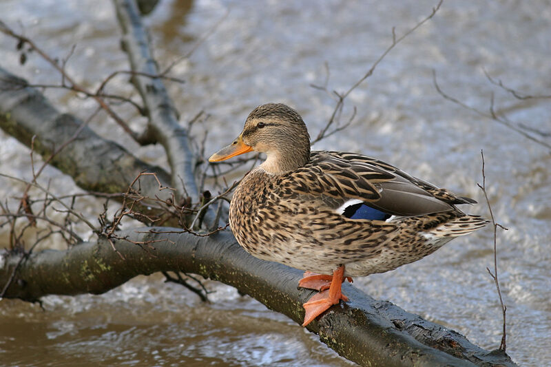 Canard colvert