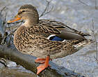 Canard colvert