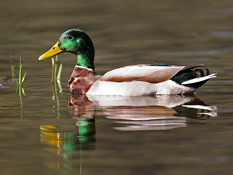 Canard colvert