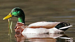 Canard colvert