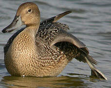 Northern Pintail