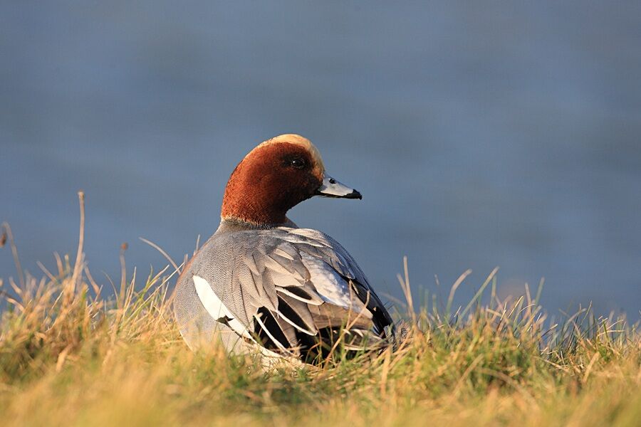 Canard siffleur