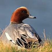 Eurasian Wigeon