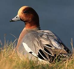 Canard siffleur