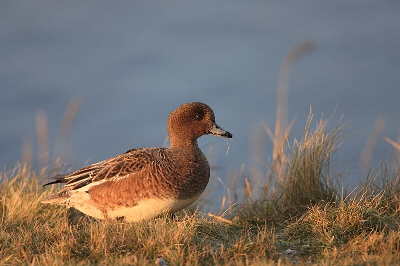 Canard siffleur