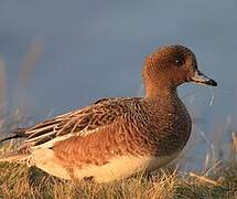 Eurasian Wigeon