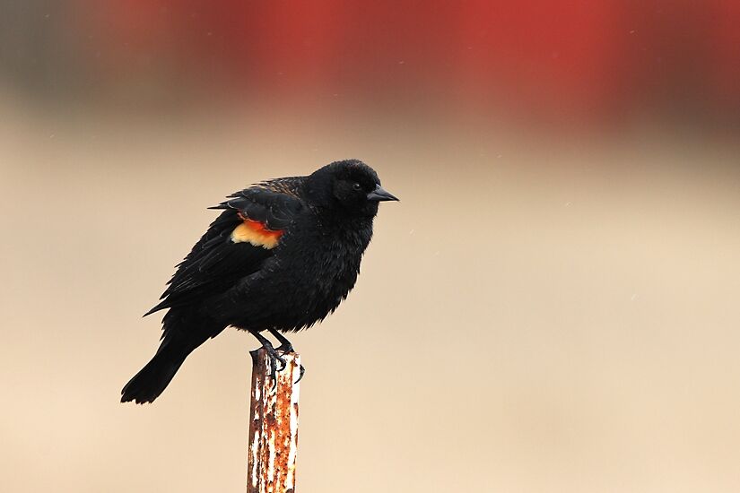 Red-winged Blackbird