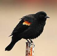 Red-winged Blackbird