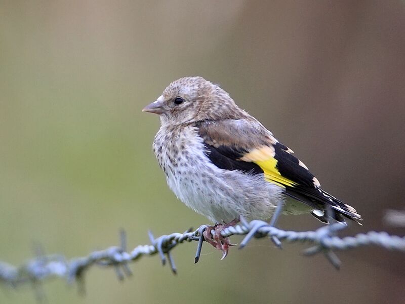 European Goldfinch