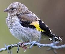 European Goldfinch