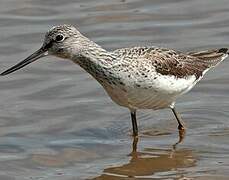 Common Greenshank