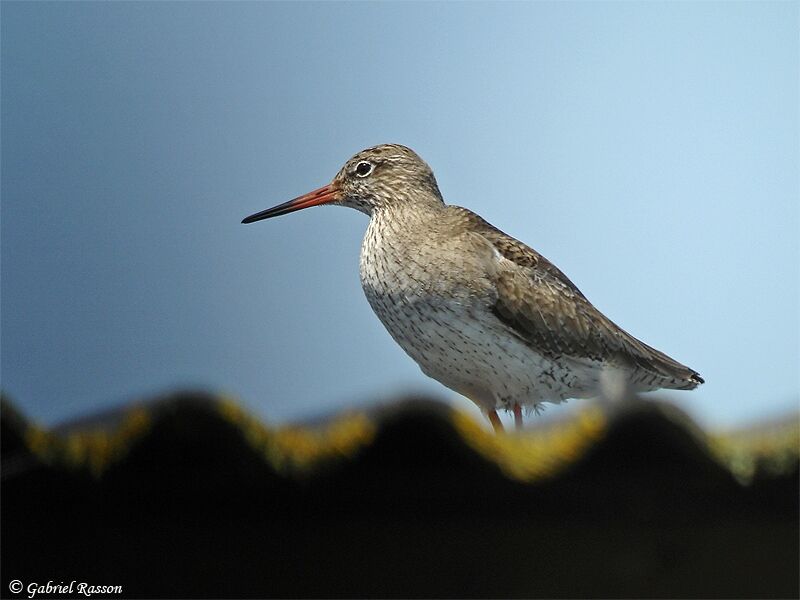 Common Redshank