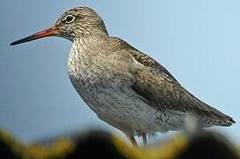 Common Redshank