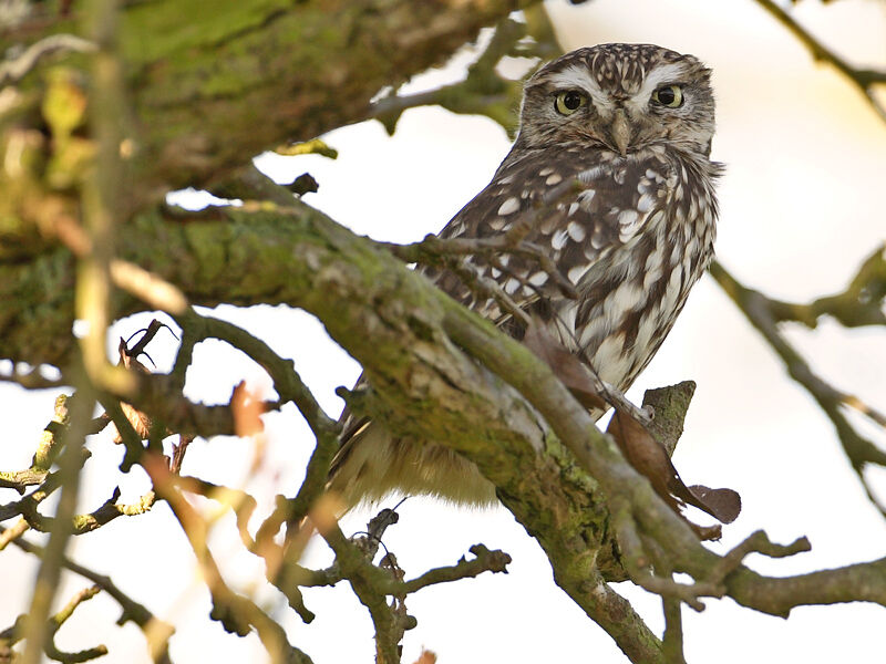 Little Owl