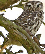 Little Owl