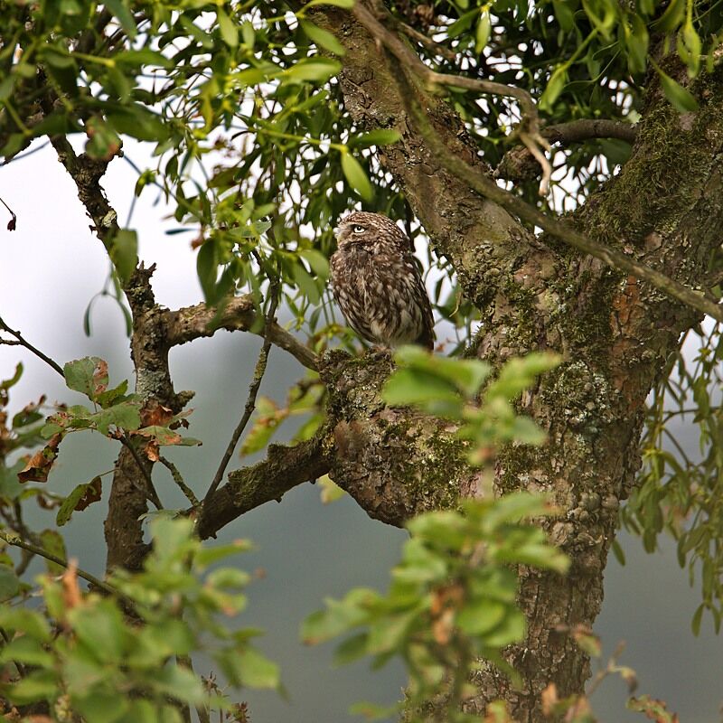 Little Owl