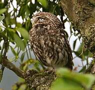 Little Owl