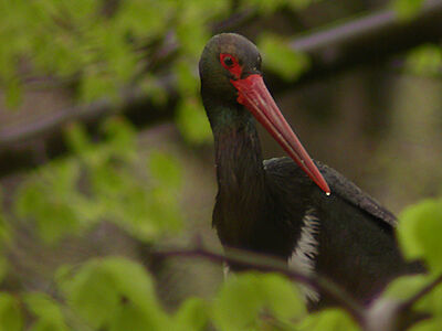 Black Stork