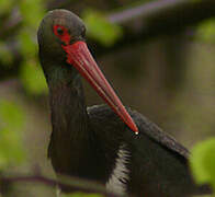 Black Stork