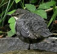 White-throated Dipper