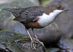 White-throated Dipper