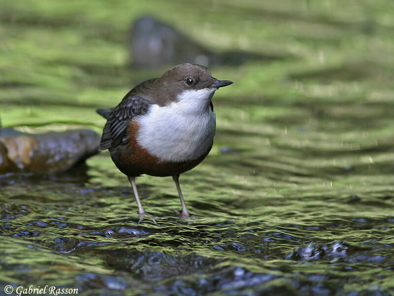 White-throated Dipper