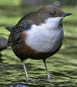 White-throated Dipper