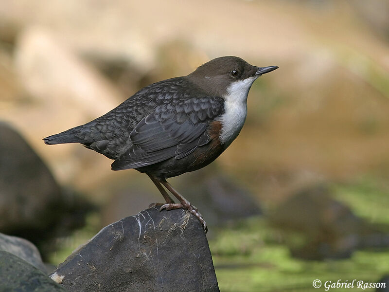 White-throated Dipper