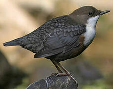 White-throated Dipper