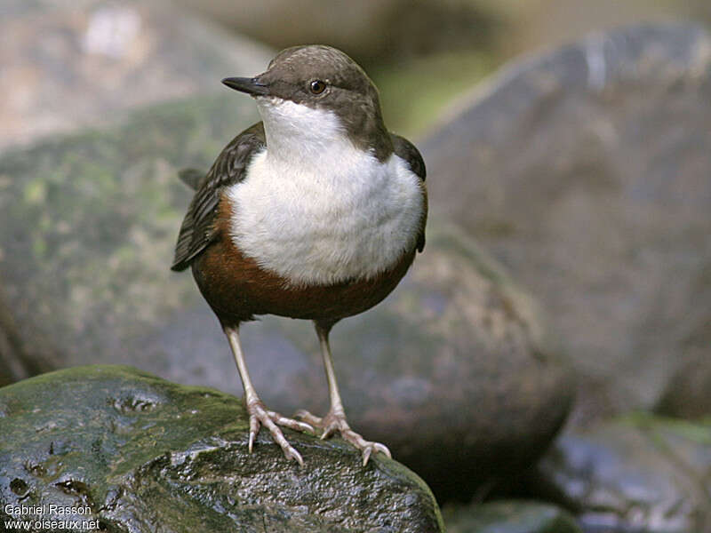 White-throated Dipperadult